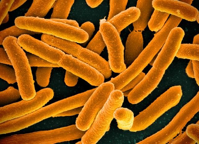 Risikofaktorer og symptomer ved E. coli-infeksjon