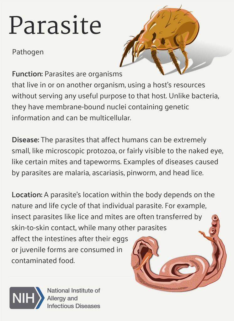 Introduksjon til parasitter: Naturens ubudne⁢ gjester